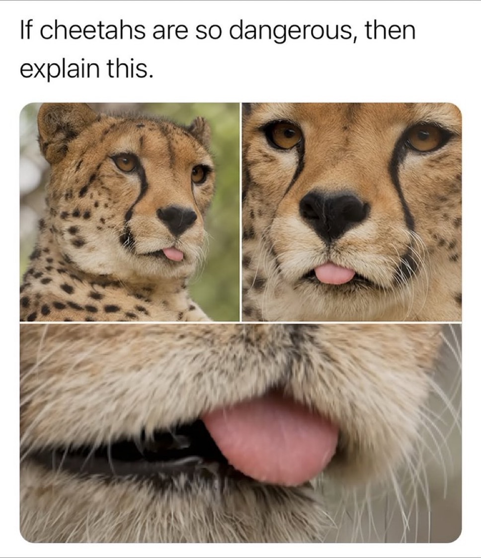 Memes