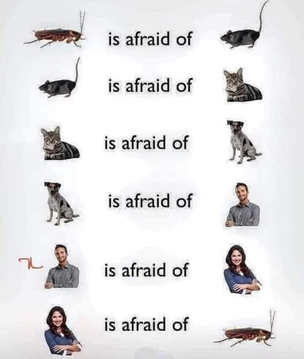upload-1764888949687.jpg