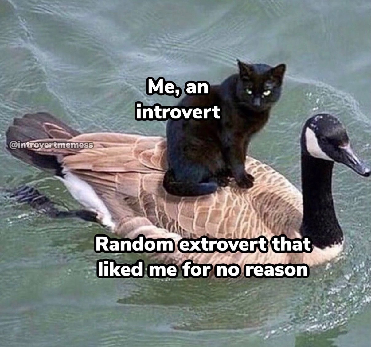 Introverts memes